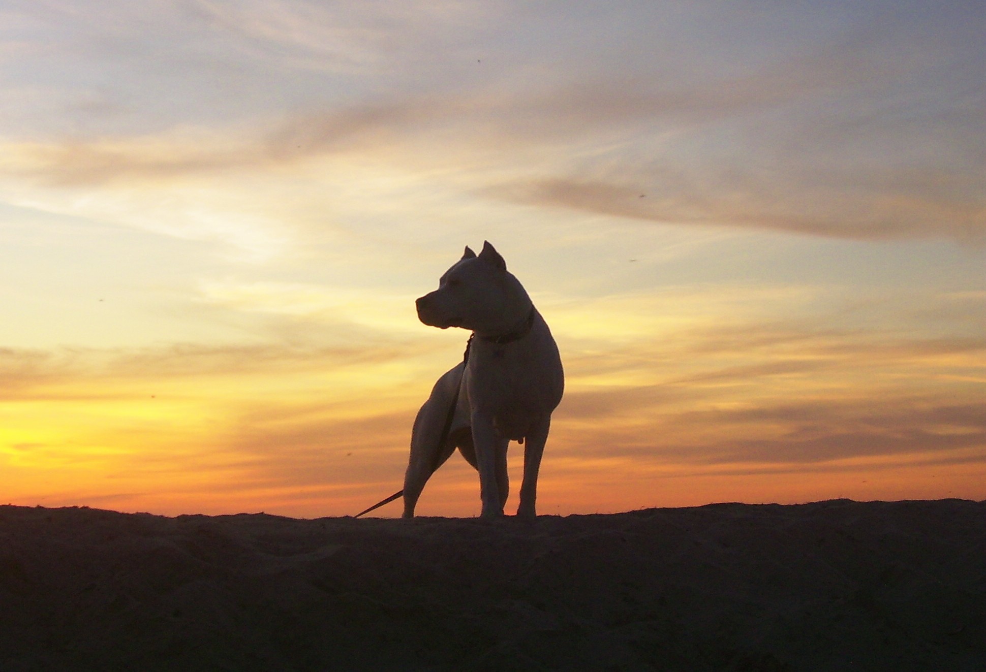 Dogo Argentino 1080p - Dogo Argentino Wallpaper Hd , HD Wallpaper & Backgrounds