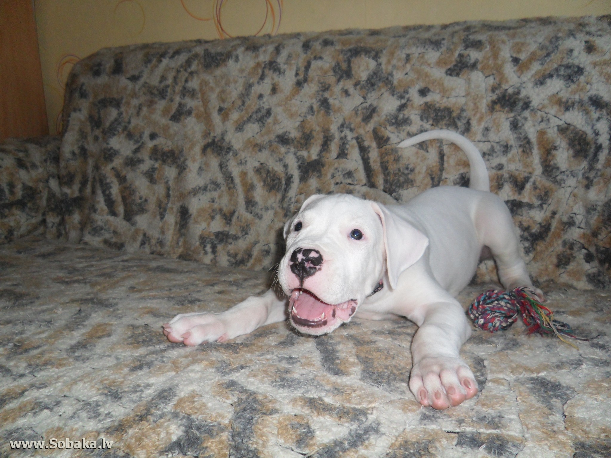 Playful Puppy Dogo Argentino Wallpapers And Images - Аргентинский Дог 3 Месяца , HD Wallpaper & Backgrounds