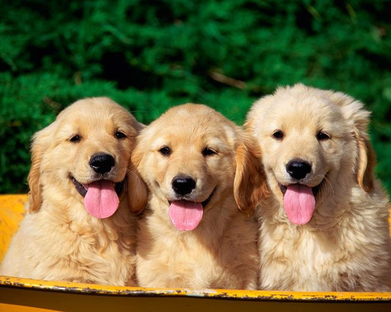 Fondos De Pantalla De Perros - 3 Golden Retriever Puppies , HD Wallpaper & Backgrounds