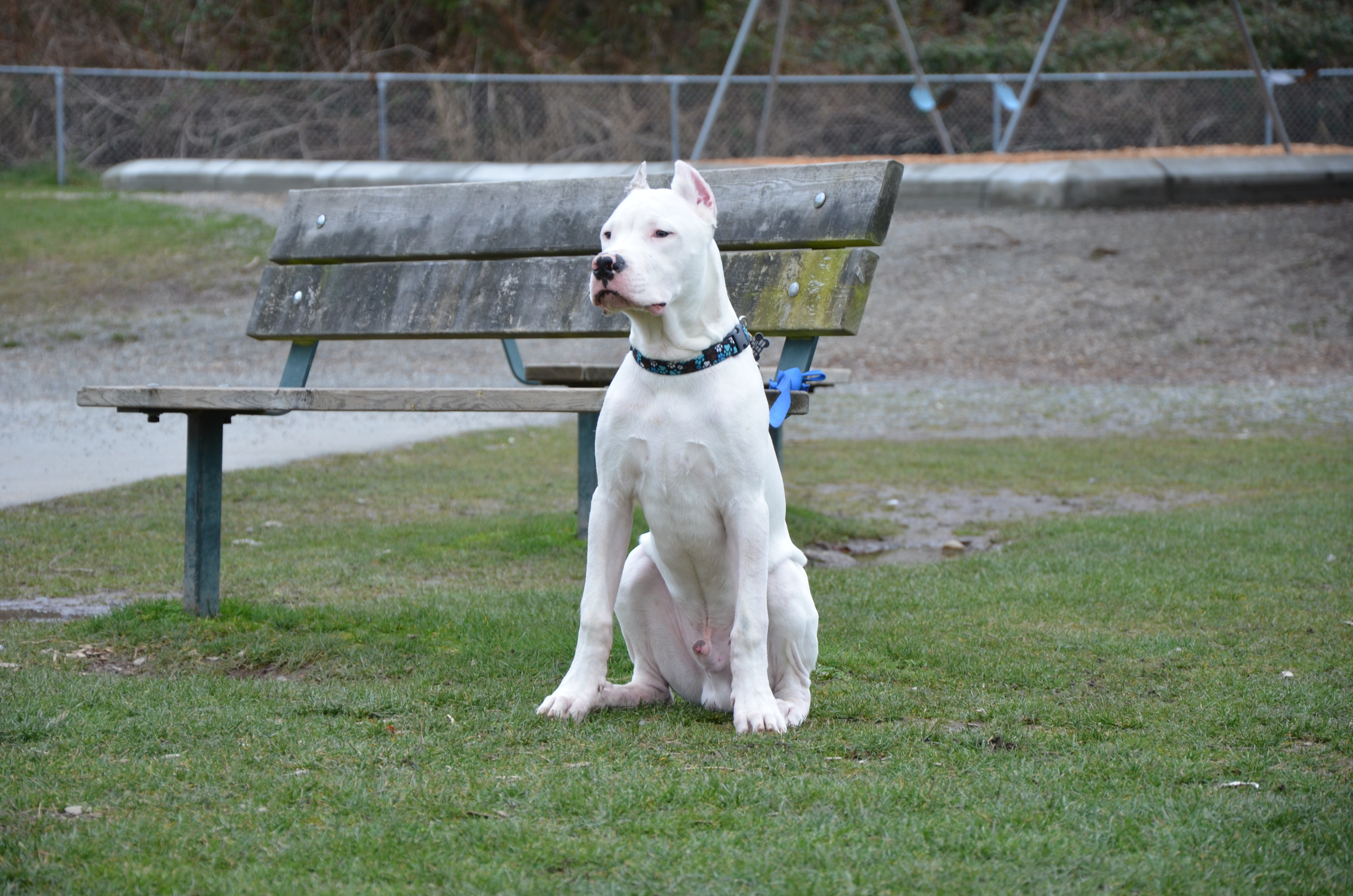 Dogo Argentino Guards The Bench Wallpapers And Images - Dogo Argentino , HD Wallpaper & Backgrounds