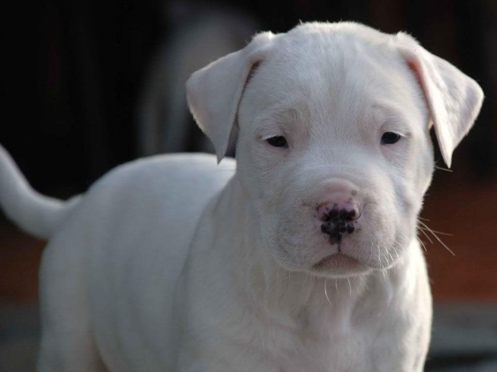Dogo Argentino Wallpapers Hd Download - Cute Dogo Argentino Puppy , HD Wallpaper & Backgrounds