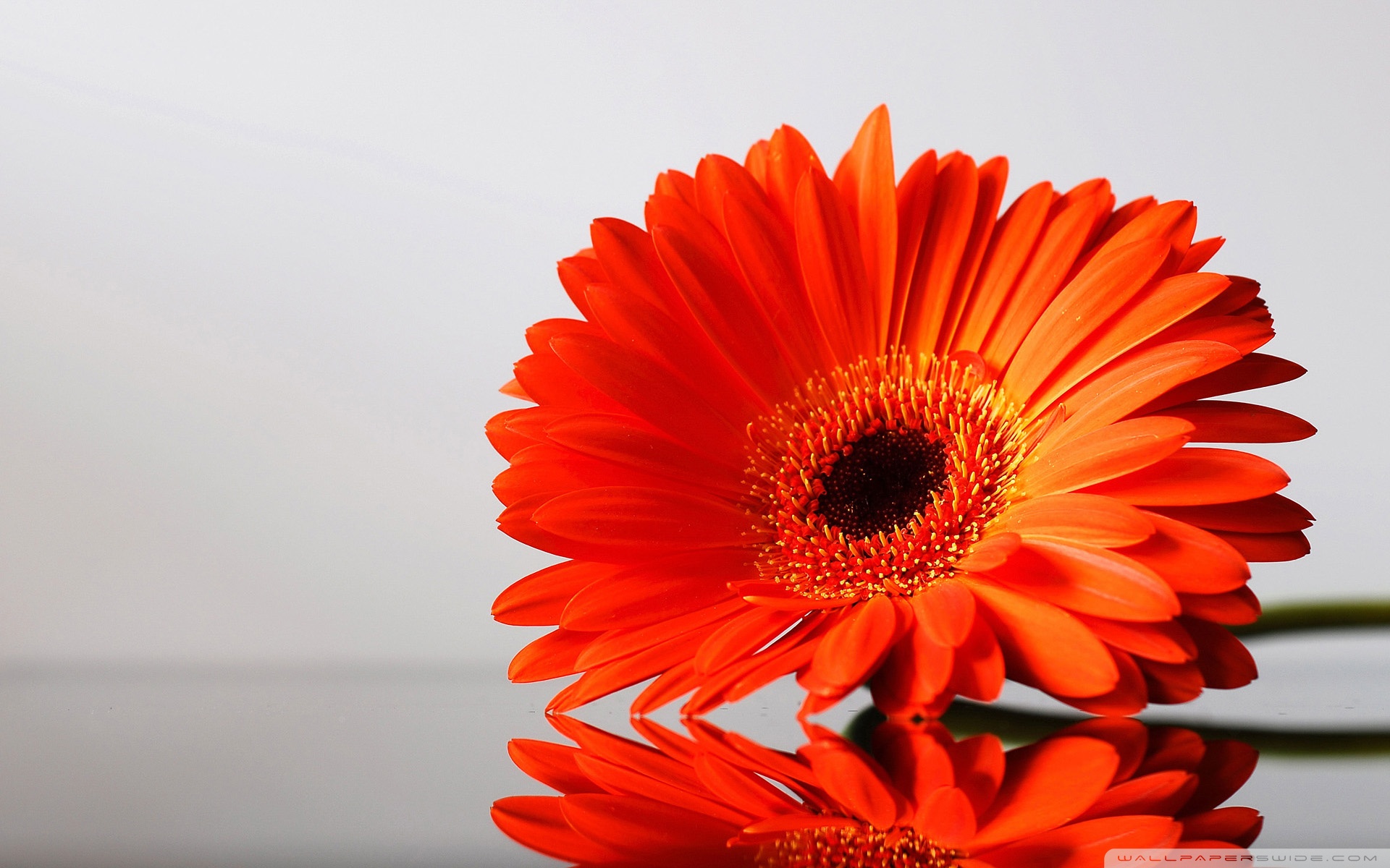 Simple Flower Wallpapers Hd Flowers Orange Daisies - Gerbera Daisy Backgrounds Desktop , HD Wallpaper & Backgrounds