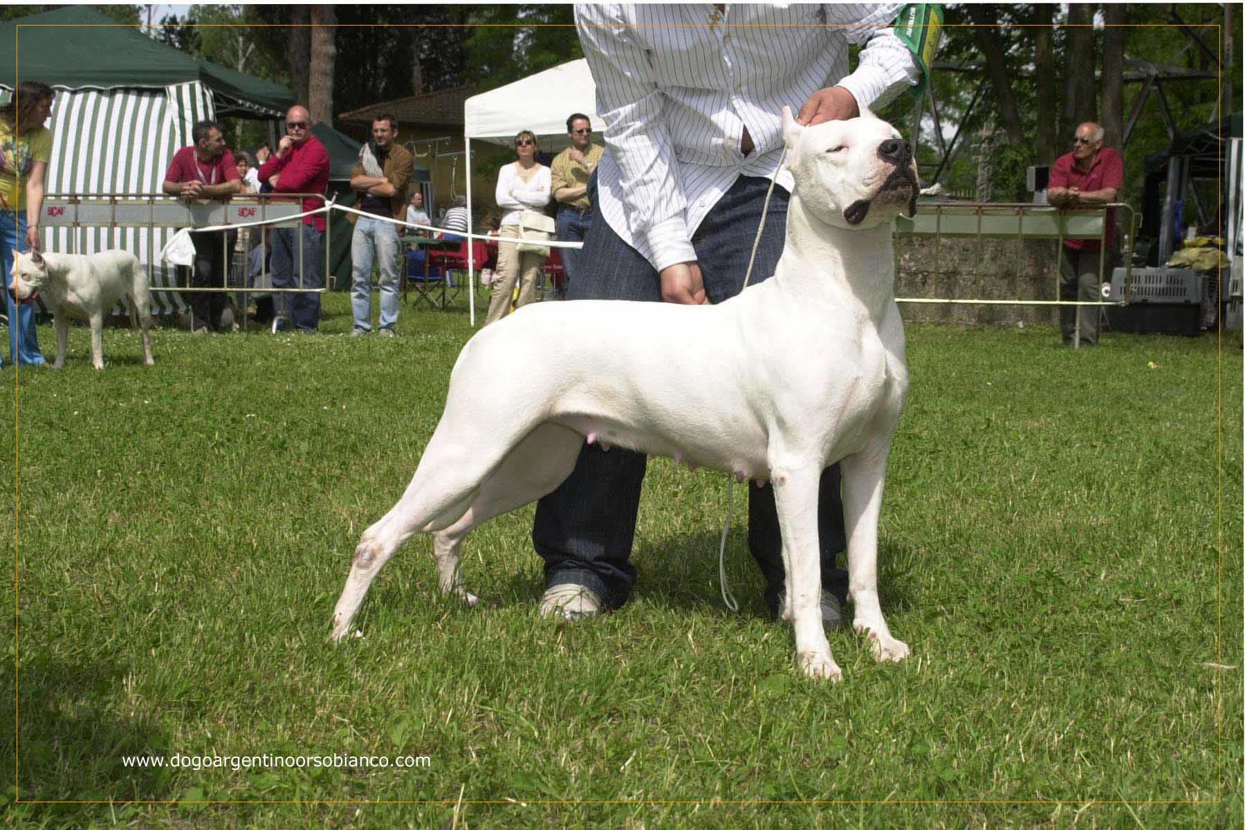 Dogo Argentino Wallpaper - Dogo Argentino , HD Wallpaper & Backgrounds
