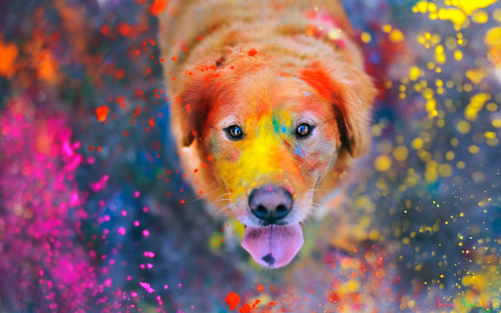 Fondo De Pantalla - Colorful Animals , HD Wallpaper & Backgrounds