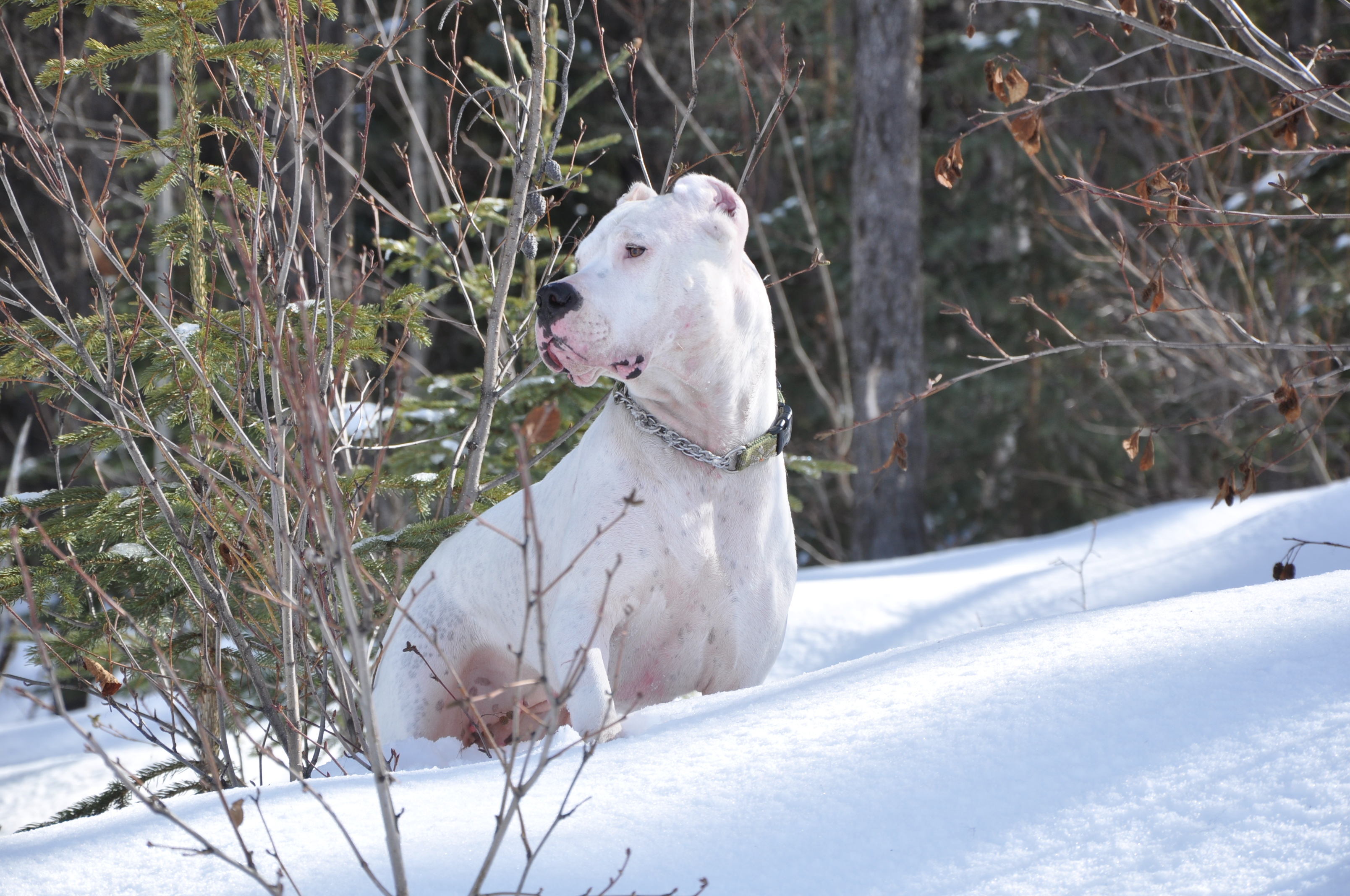 Argentine Dogo On The Snow Photo - Dogo Argentino In Snow , HD Wallpaper & Backgrounds