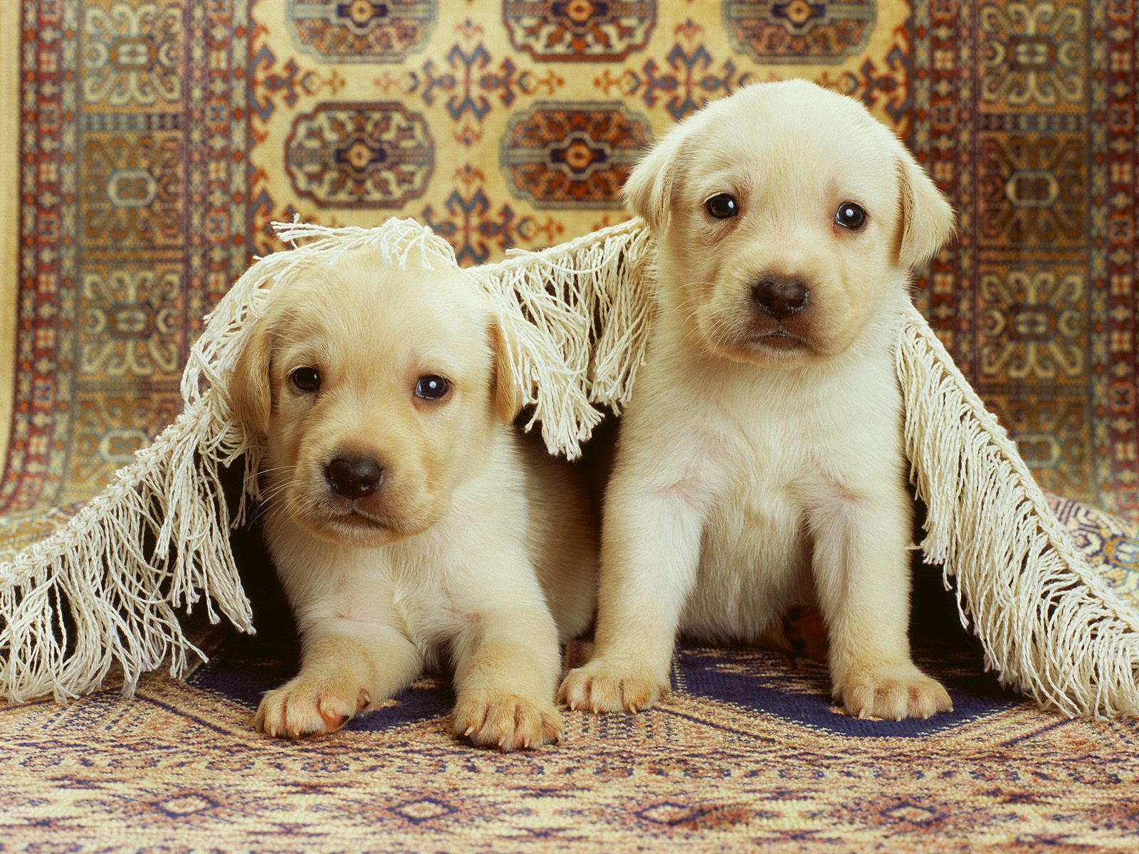 Perros Wallpapers - Papeis De Parede De Animais , HD Wallpaper & Backgrounds