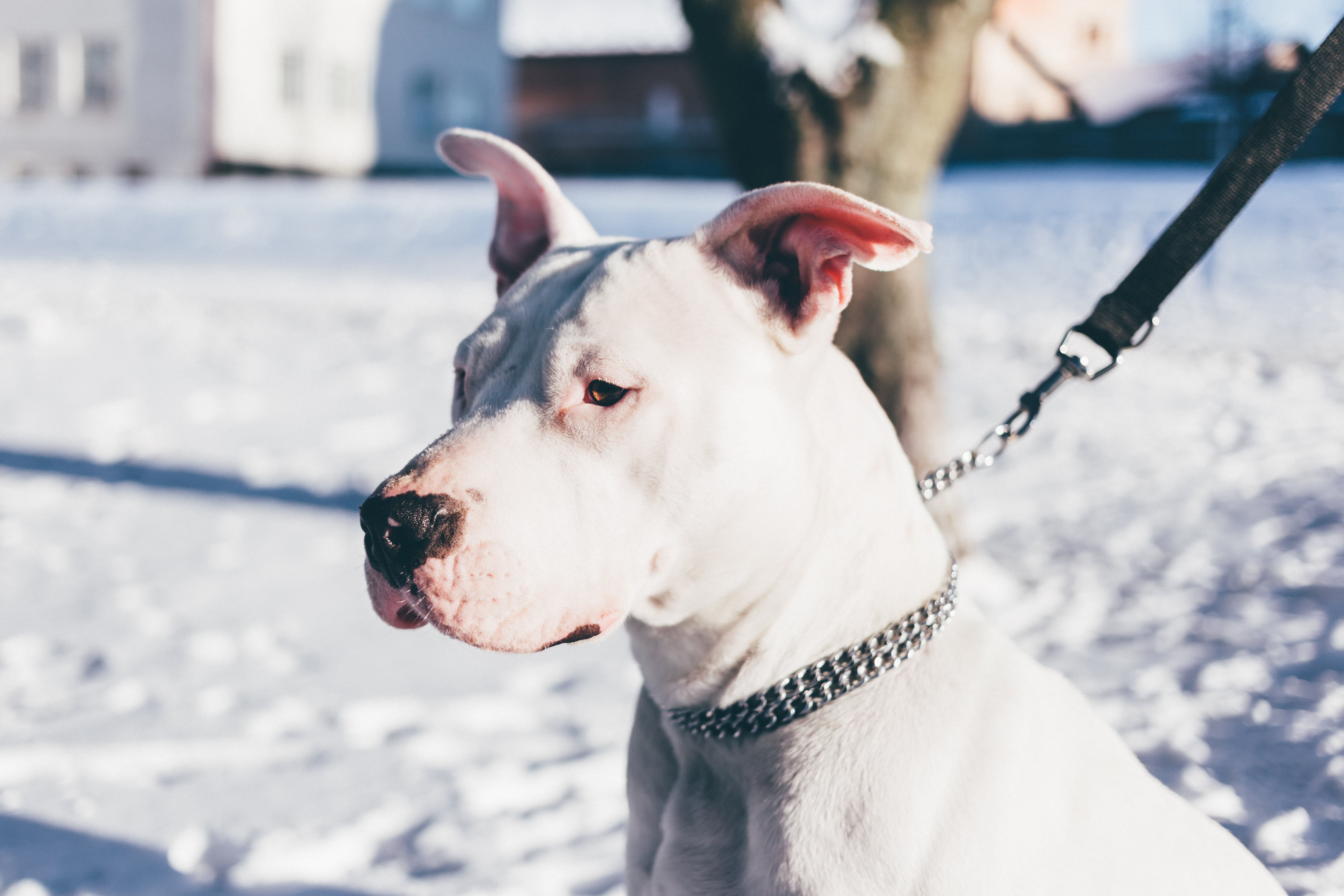 White Dogo Argentino With Stainless Steel Chain Choker - Should You Attach A Leash , HD Wallpaper & Backgrounds