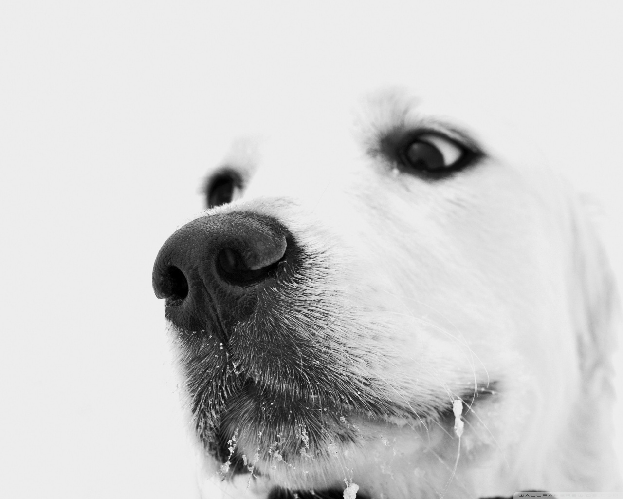 Standard 5 - - Close Up Dog Nose , HD Wallpaper & Backgrounds
