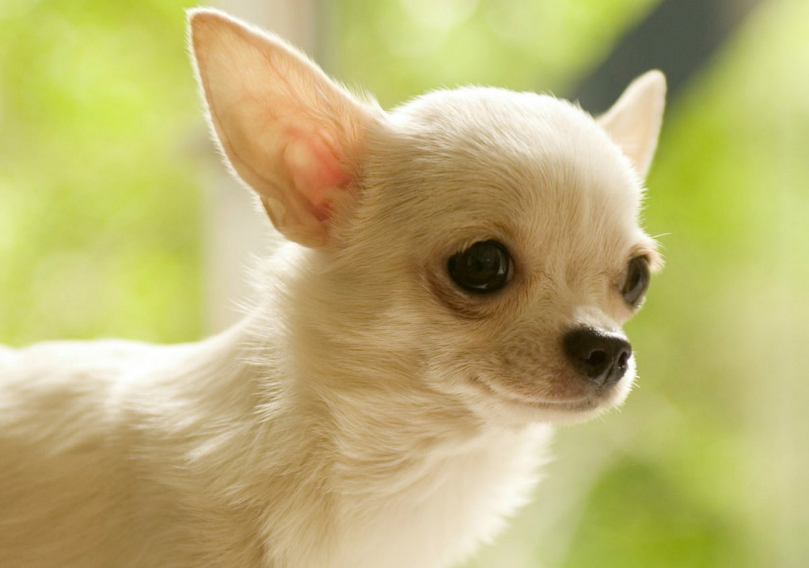 Razas De Perros Peque Os Bonitos - Chihuahua Hd , HD Wallpaper & Backgrounds