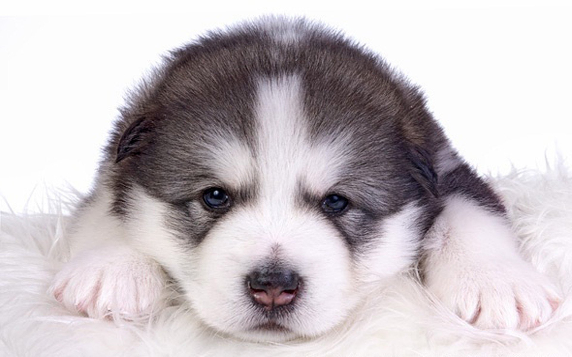 Wallpapers Id - - Cute Puppy Alaskan Malamute , HD Wallpaper & Backgrounds