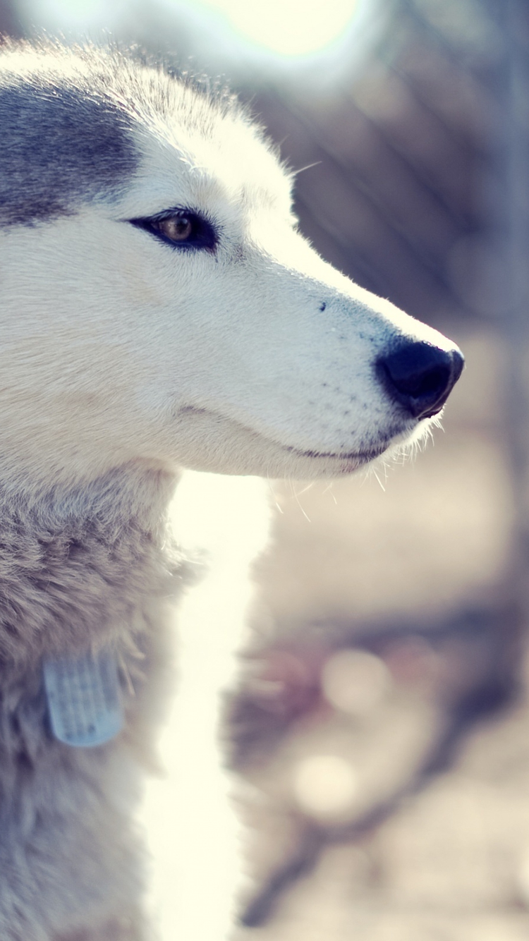 Perros - Wallpaper Naturaleza - Husky Dog , HD Wallpaper & Backgrounds