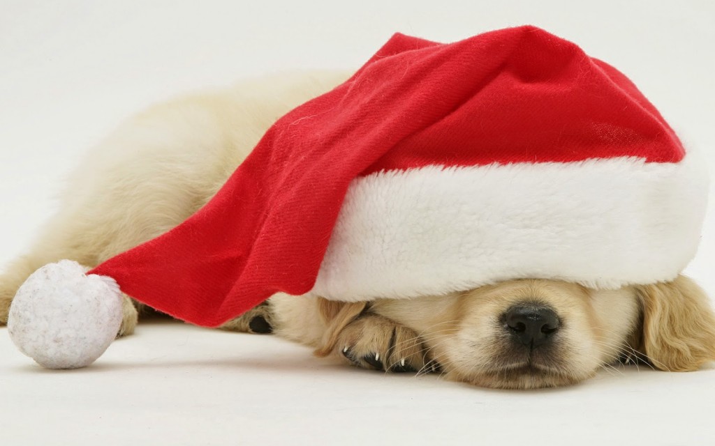 Animals With Santa Hats , HD Wallpaper & Backgrounds