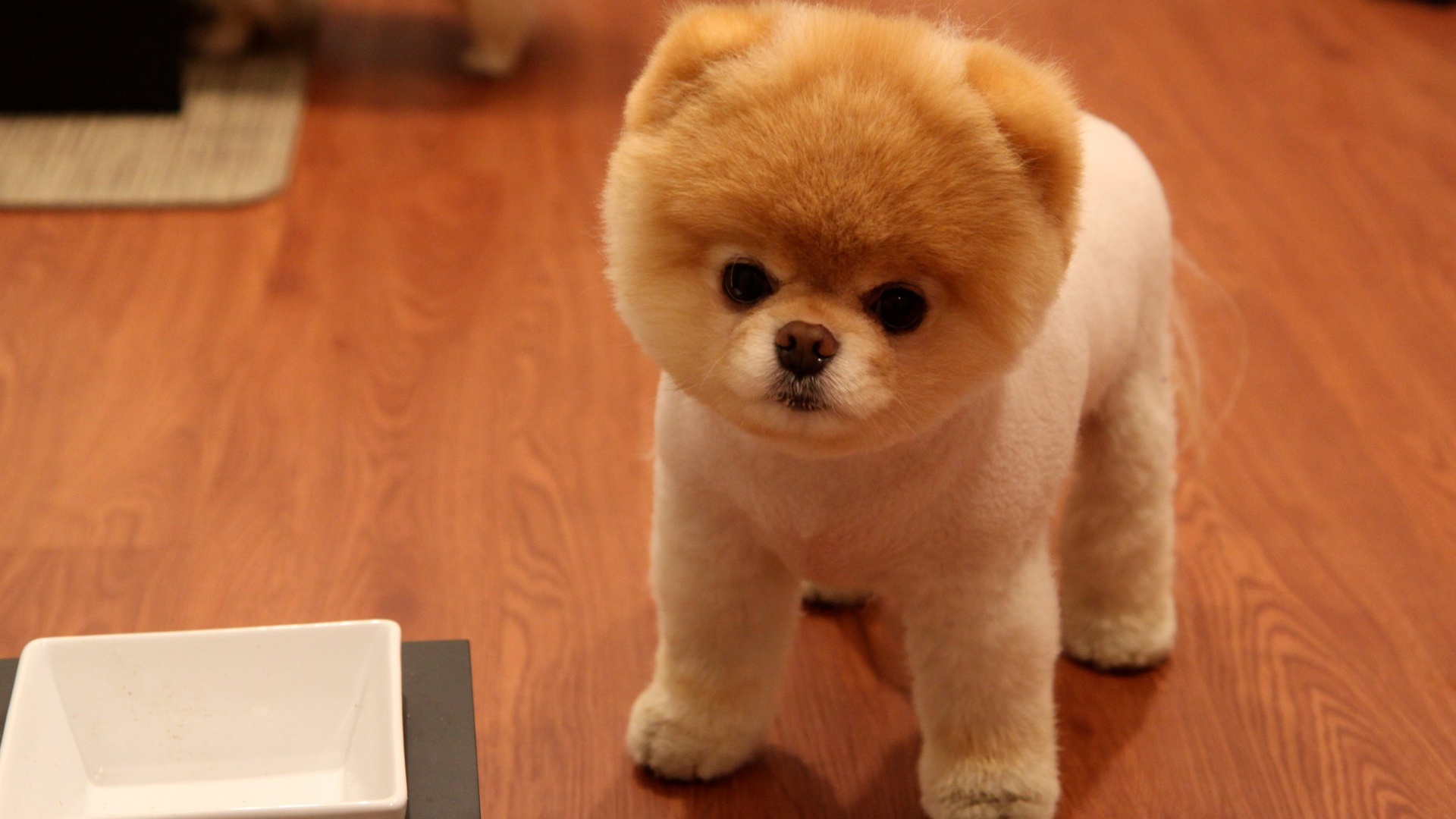 Cute Dog Breeds Wallpaper 3 - Cute Pomeranian Haircut , HD Wallpaper & Backgrounds
