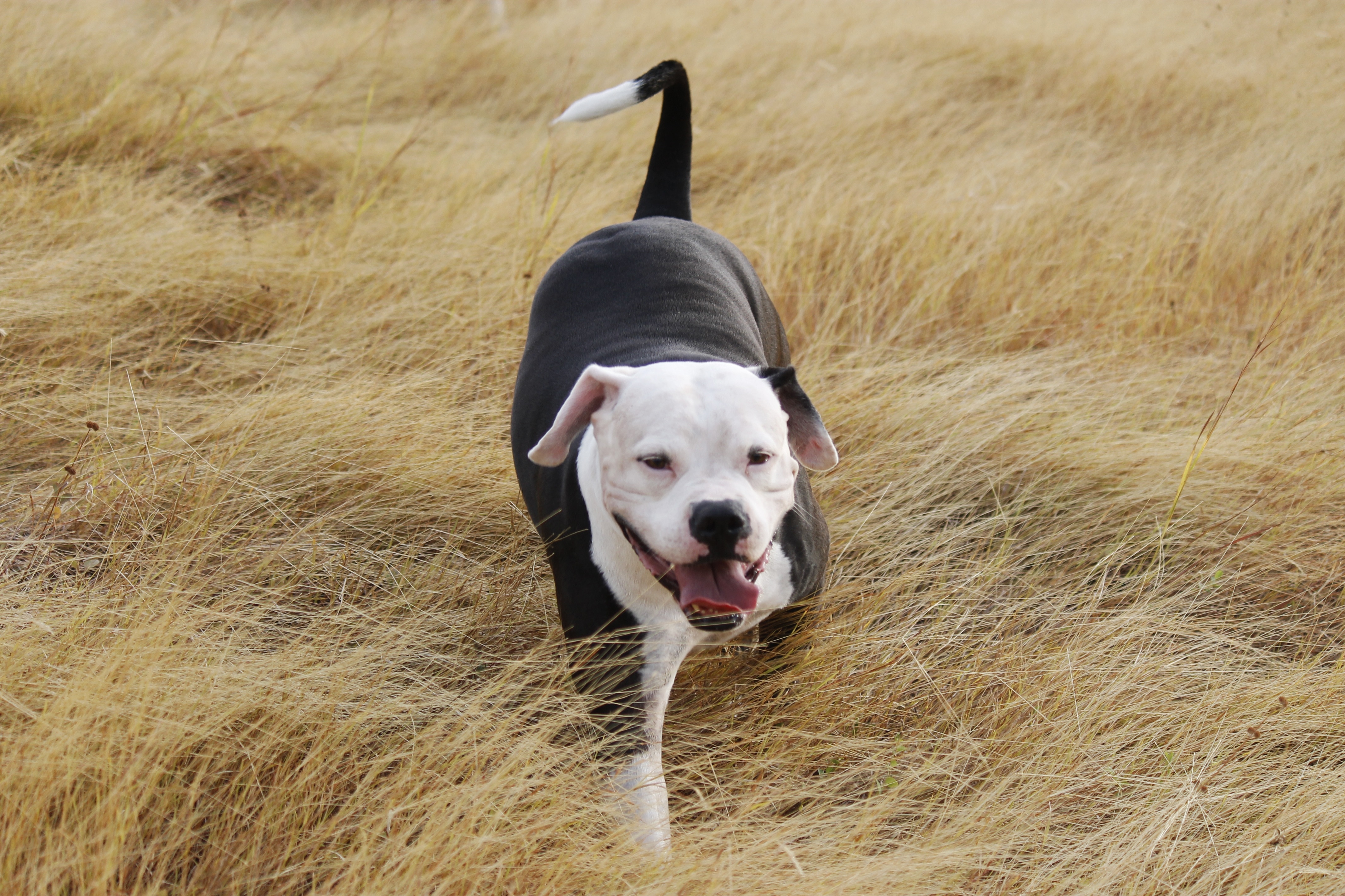 Download Wallpaper - American Pit Bull Terrier , HD Wallpaper & Backgrounds
