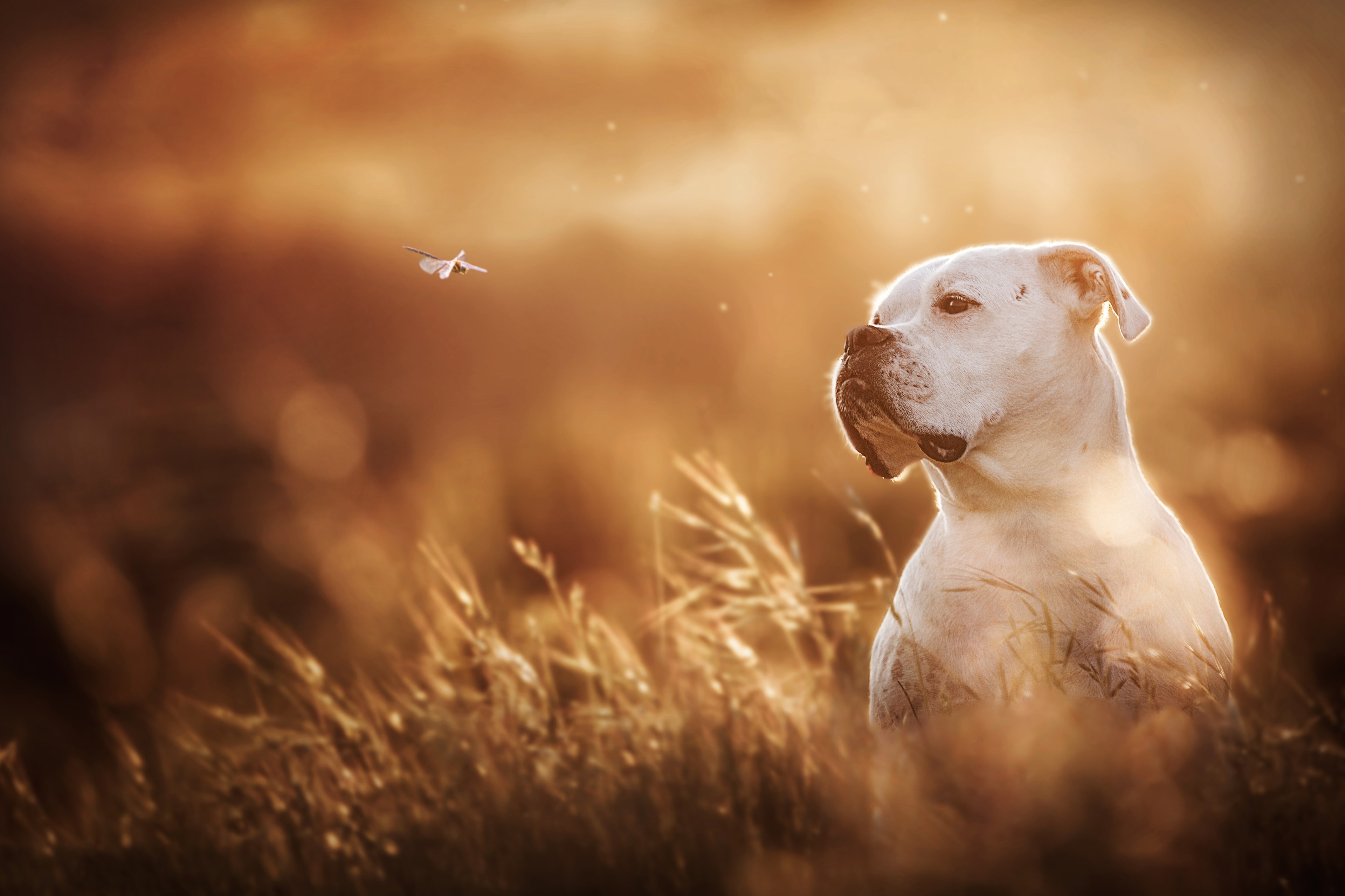Dogo Argentino Wallpaper , HD Wallpaper & Backgrounds
