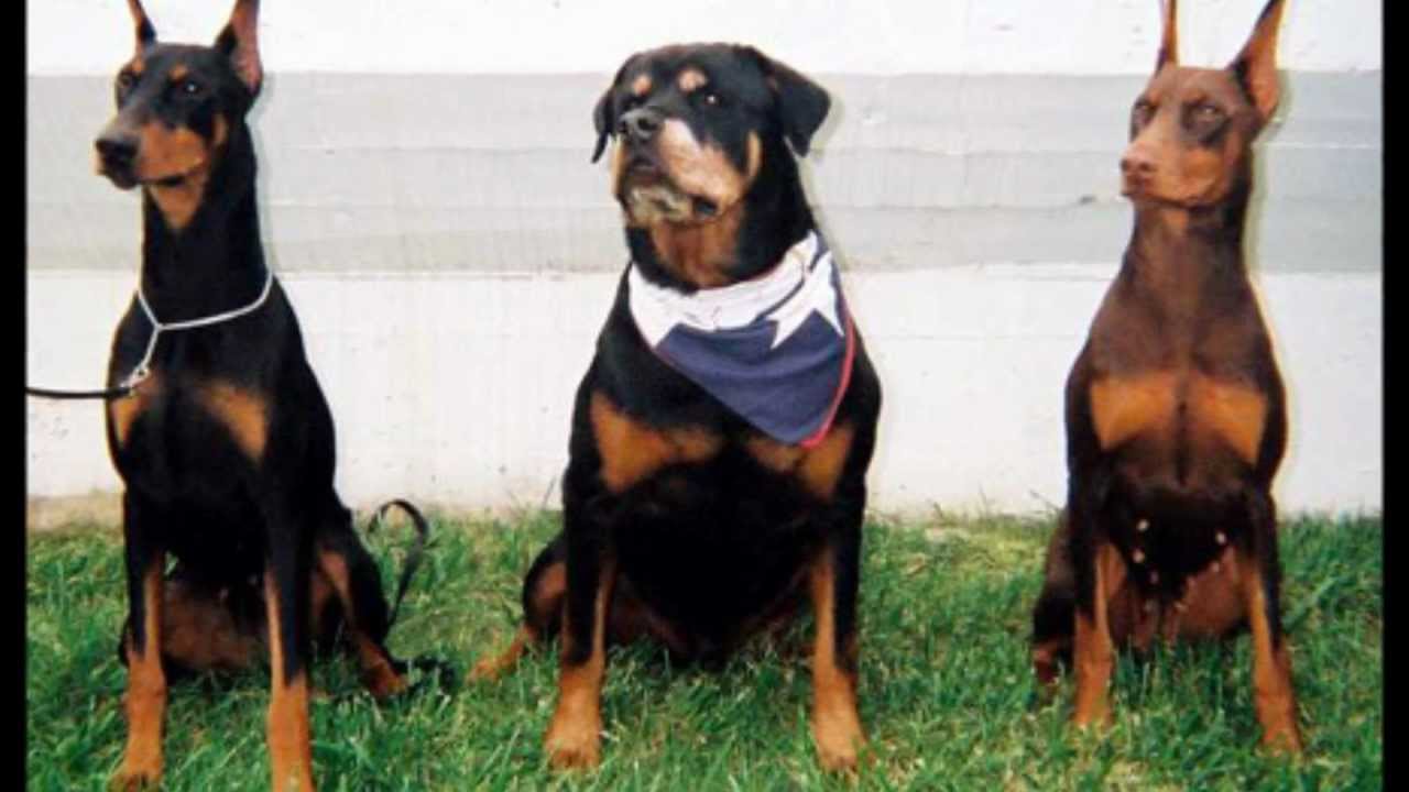 Diferencias Entre Los Perros De La Raza Rottweiler - Dobermann , HD Wallpaper & Backgrounds