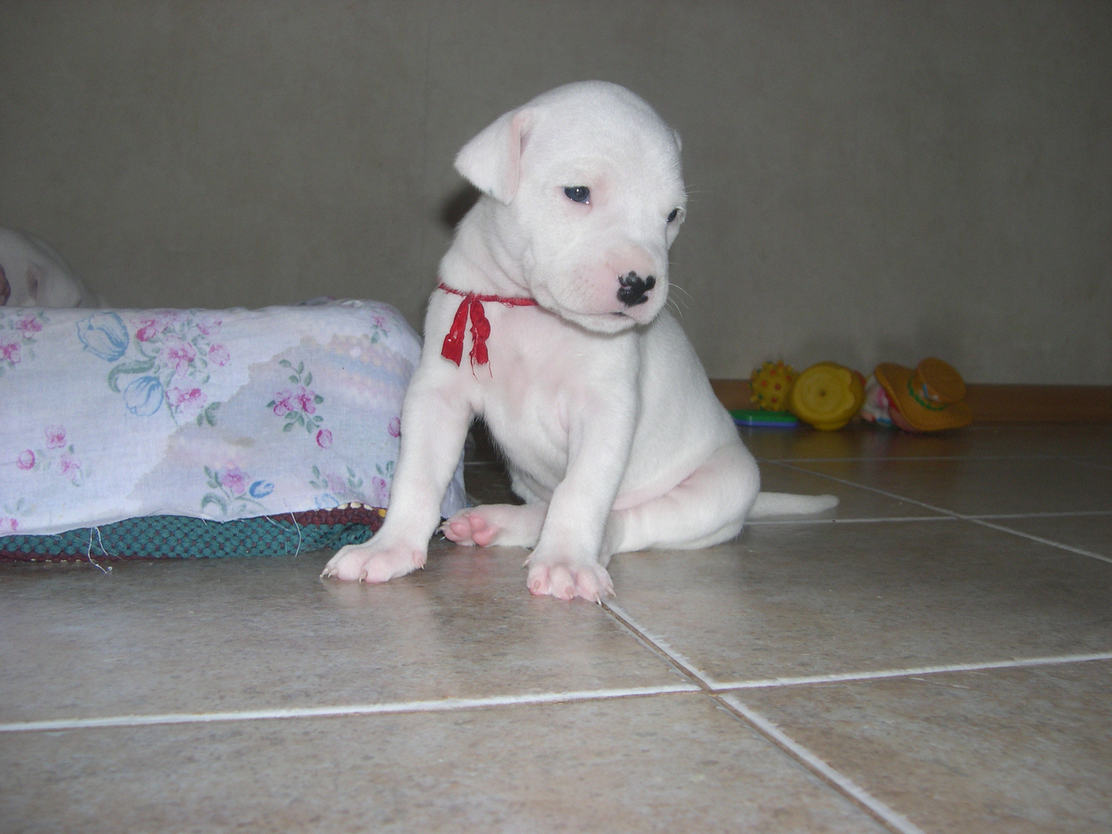 Sad Puppy Dogo Argentino Wallpapers And Images - Sad Dogo , HD Wallpaper & Backgrounds