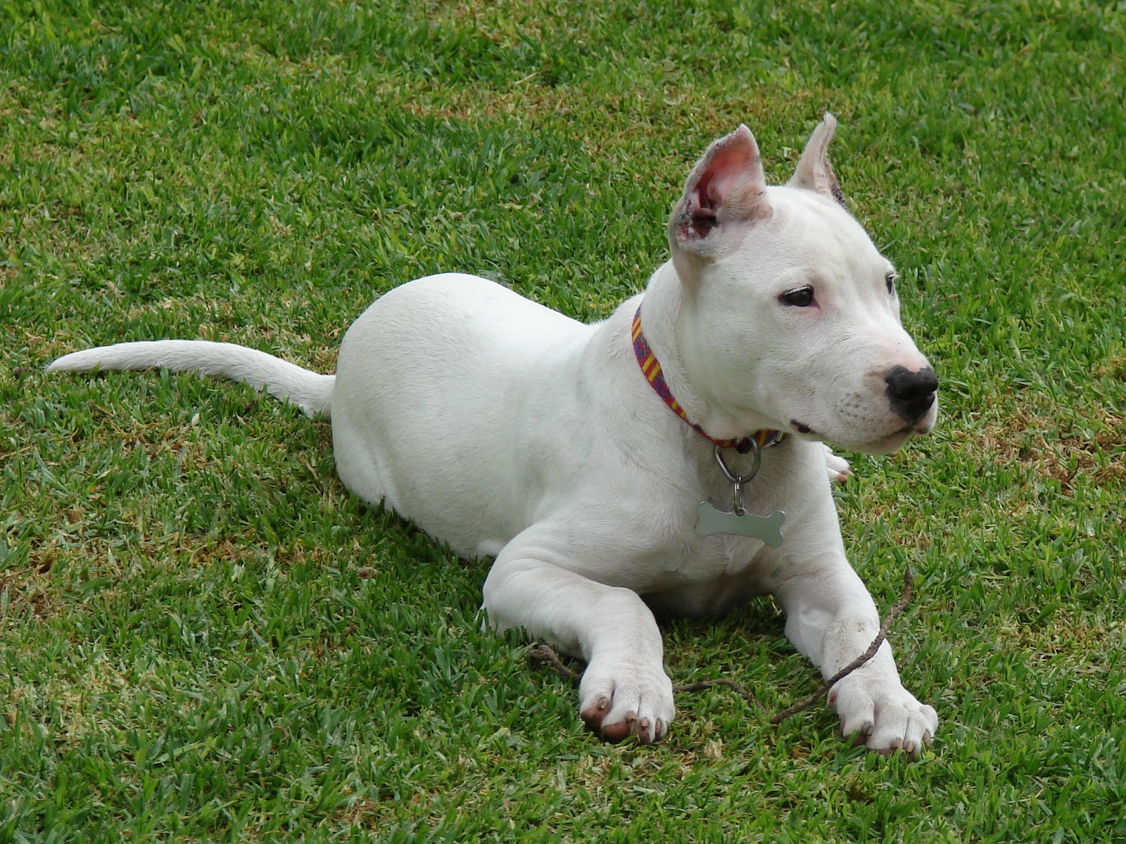 Dogo Argentino Someone Saw Wallpapers And Images - Tutti I Razzi Di Cane , HD Wallpaper & Backgrounds