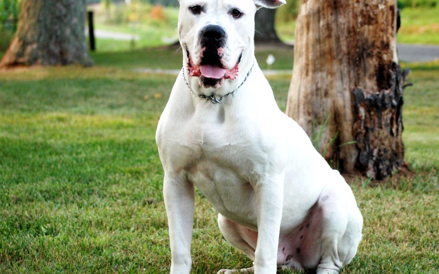 American Pitbull Terrier Weiß , HD Wallpaper & Backgrounds