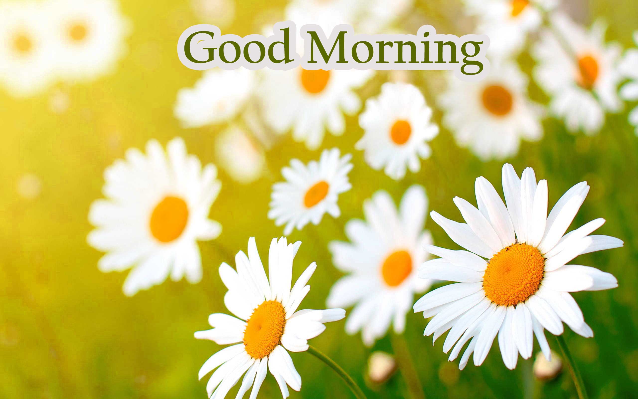 Flowers Good Morning Images Photo Pictures Pics Wallpaper Flower