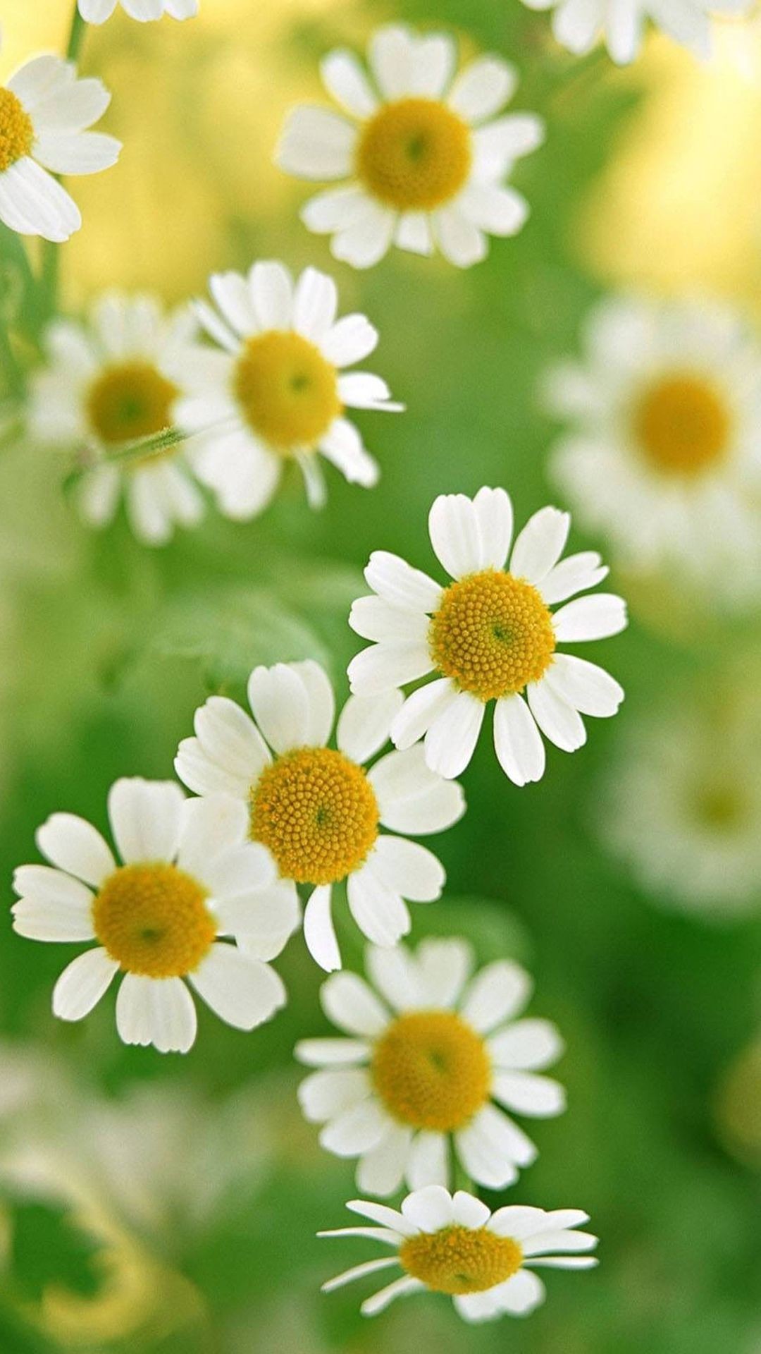 Daisies, White Flowers, Flowers Wallpapers Hd / Desktop - Iphone Wallpaper Daisy Flower , HD Wallpaper & Backgrounds