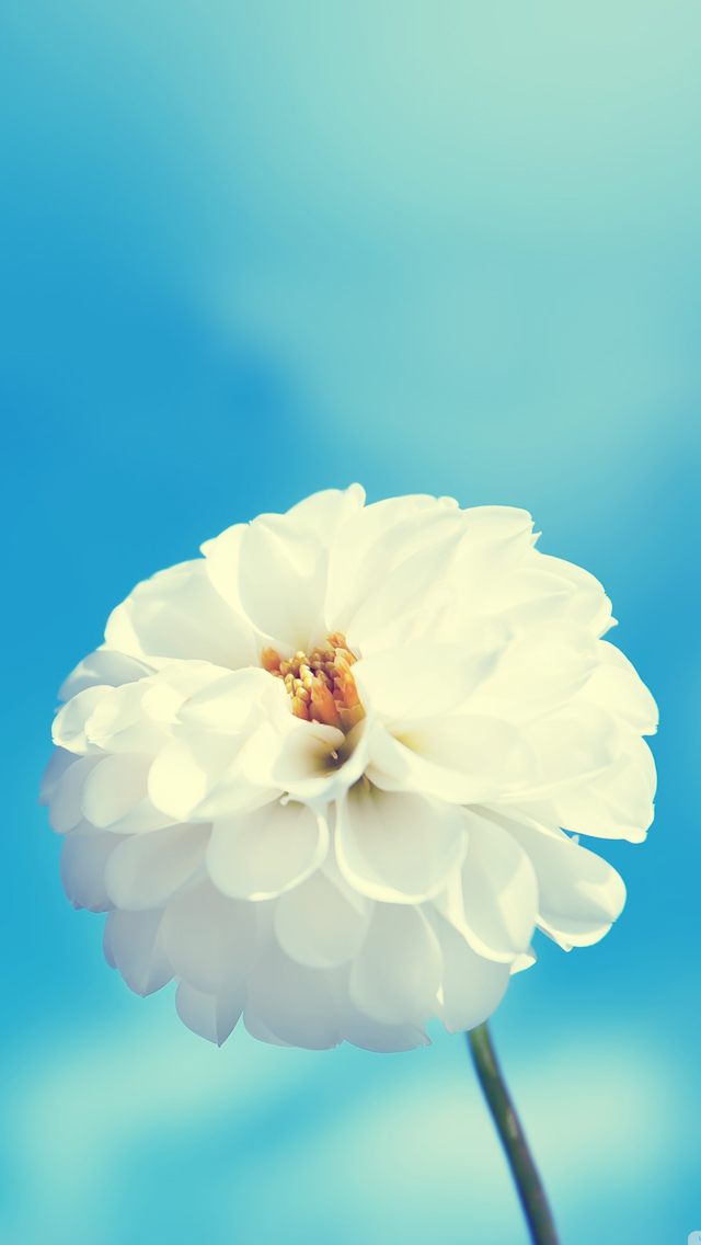 White Flower Iphone Se Wallpaper - Flower Wallpaper Hd For Ipad , HD Wallpaper & Backgrounds