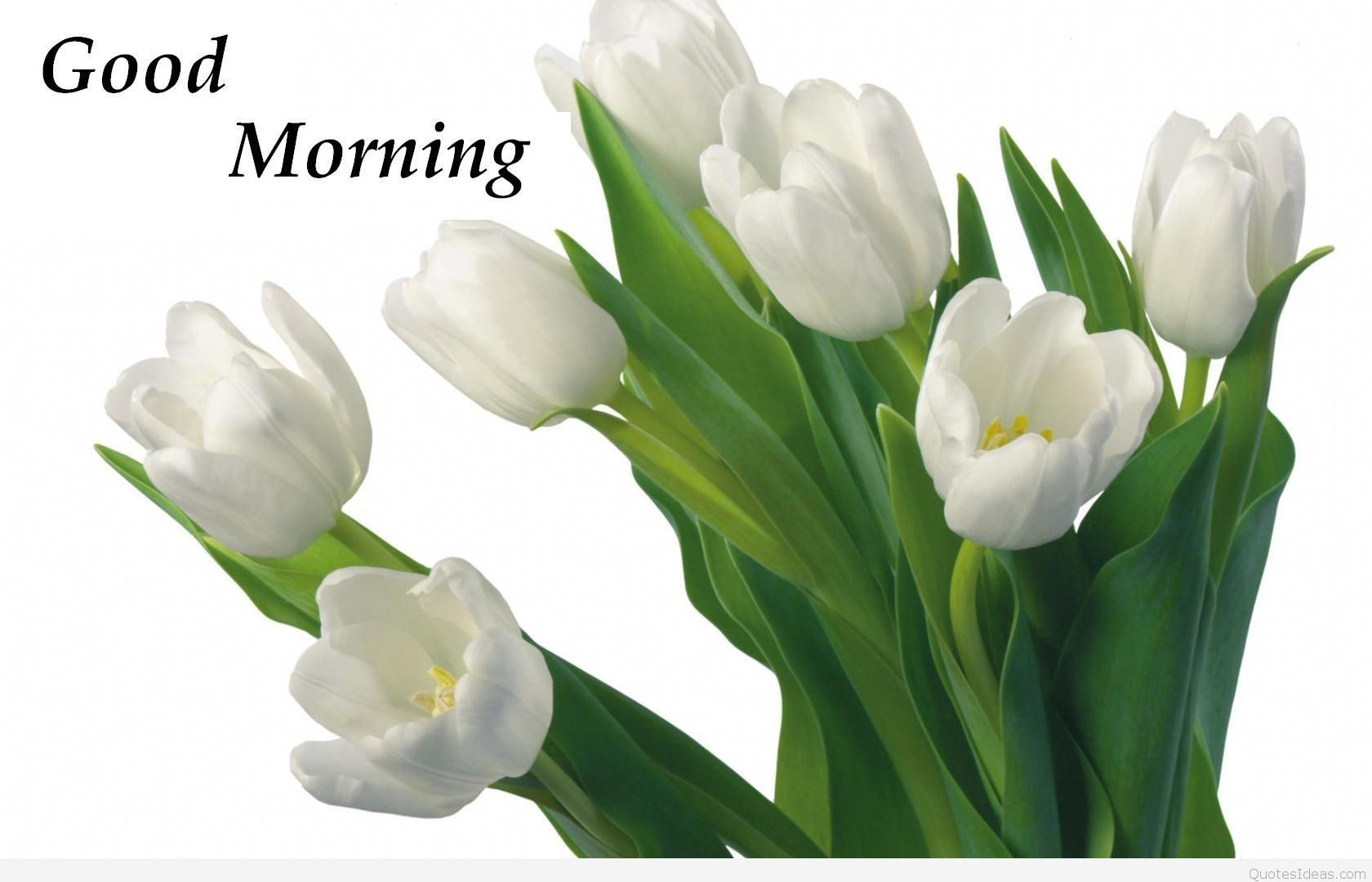 Good Morning Hd Flowers , HD Wallpaper & Backgrounds