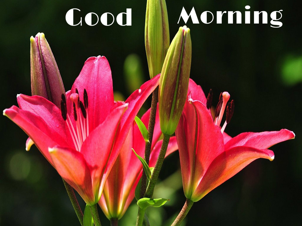 Good Morning Wallpaper Full Hd Flower - Hd Good Morning Flowers , HD Wallpaper & Backgrounds