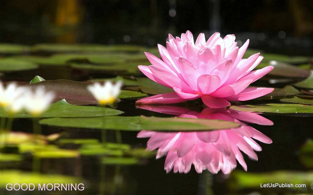 Good Morning Hd Wall - Good Morning With Lotus , HD Wallpaper & Backgrounds