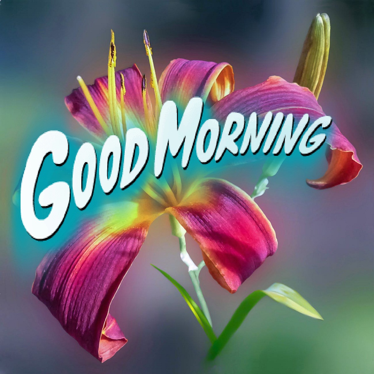 Good Morning Flower Images Free Download - Good Morning , HD Wallpaper & Backgrounds