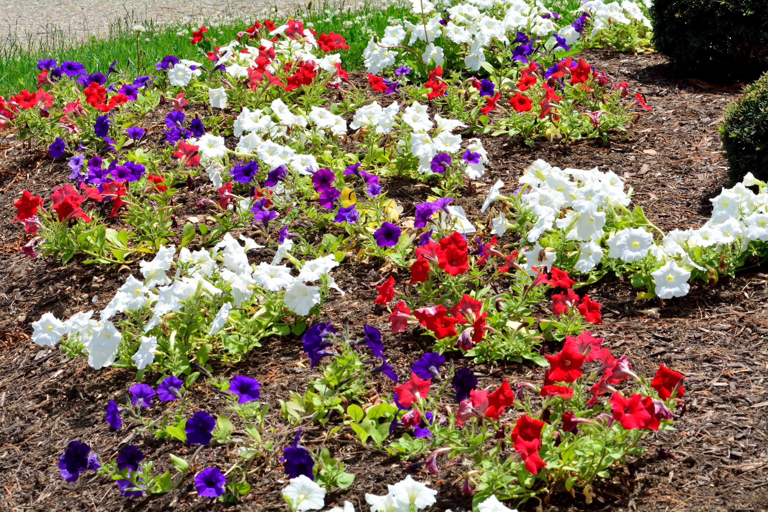 Beautiful Flowers Colors Garden Bed Nature Spring Flower - Petunia , HD Wallpaper & Backgrounds
