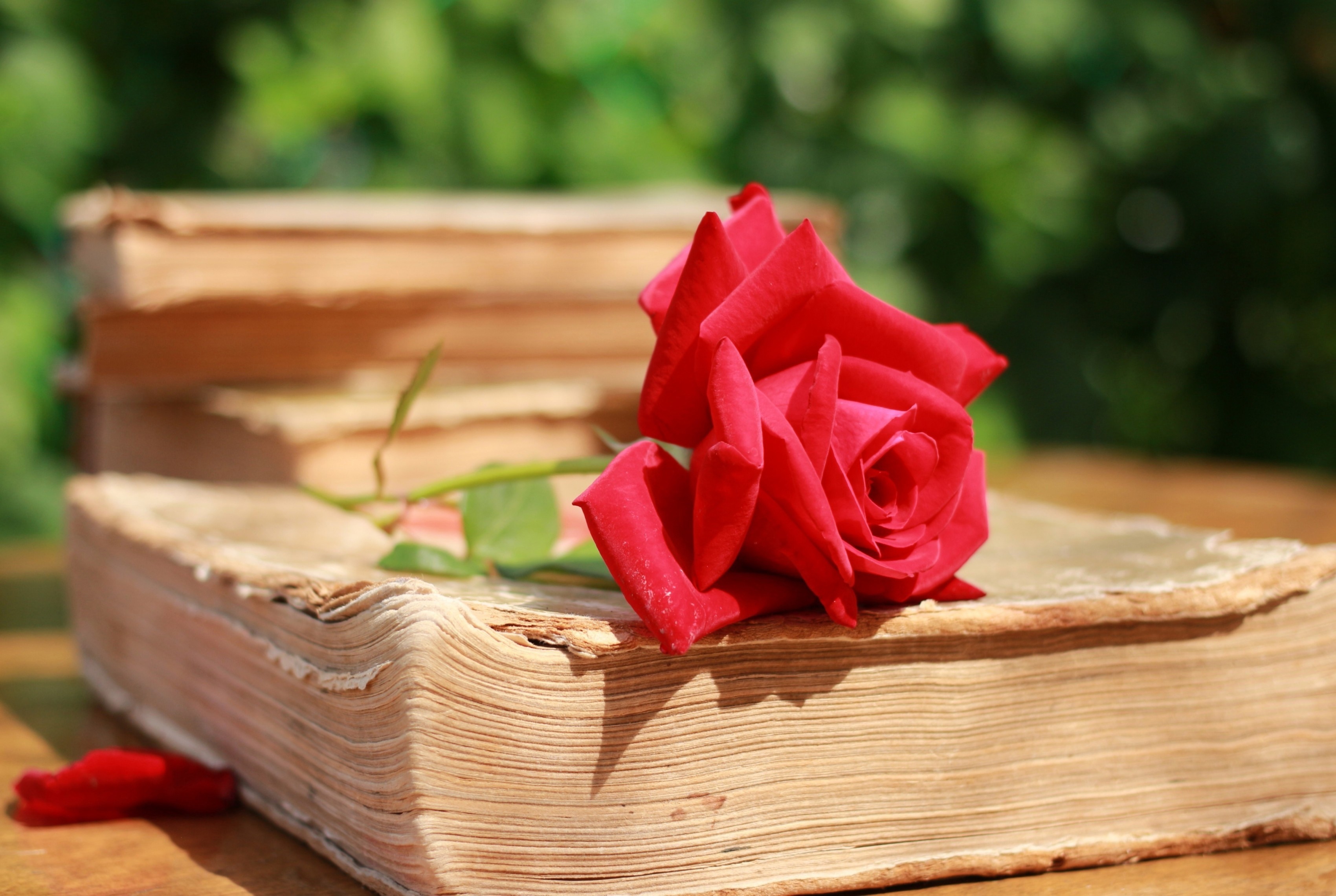 Nature Roses Rose Bokeh Book Love Flowers Flower Garden - Rose On Book Hd , HD Wallpaper & Backgrounds