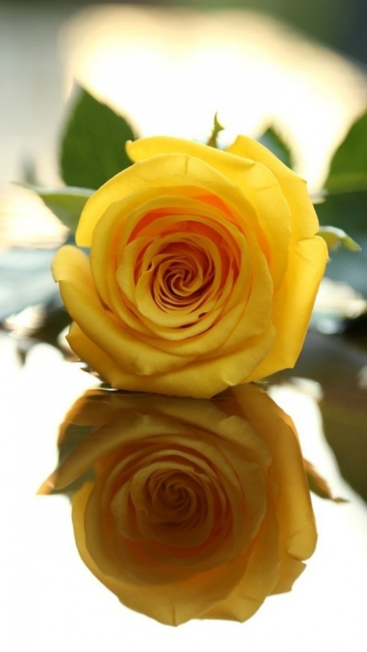 Rose - Yellow Rose Wallpaper For Mobile , HD Wallpaper & Backgrounds