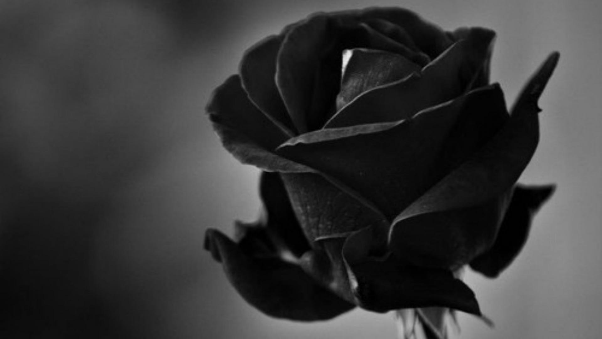 Black Rose Wallpaper Mobile - Black Rose In Hd , HD Wallpaper & Backgrounds