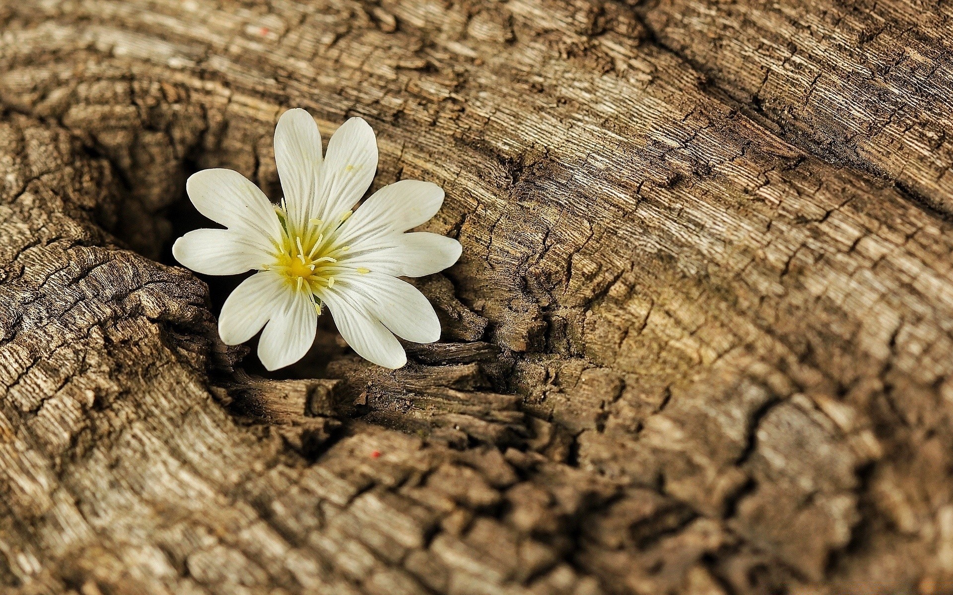 Tree Bark And Flowers , HD Wallpaper & Backgrounds