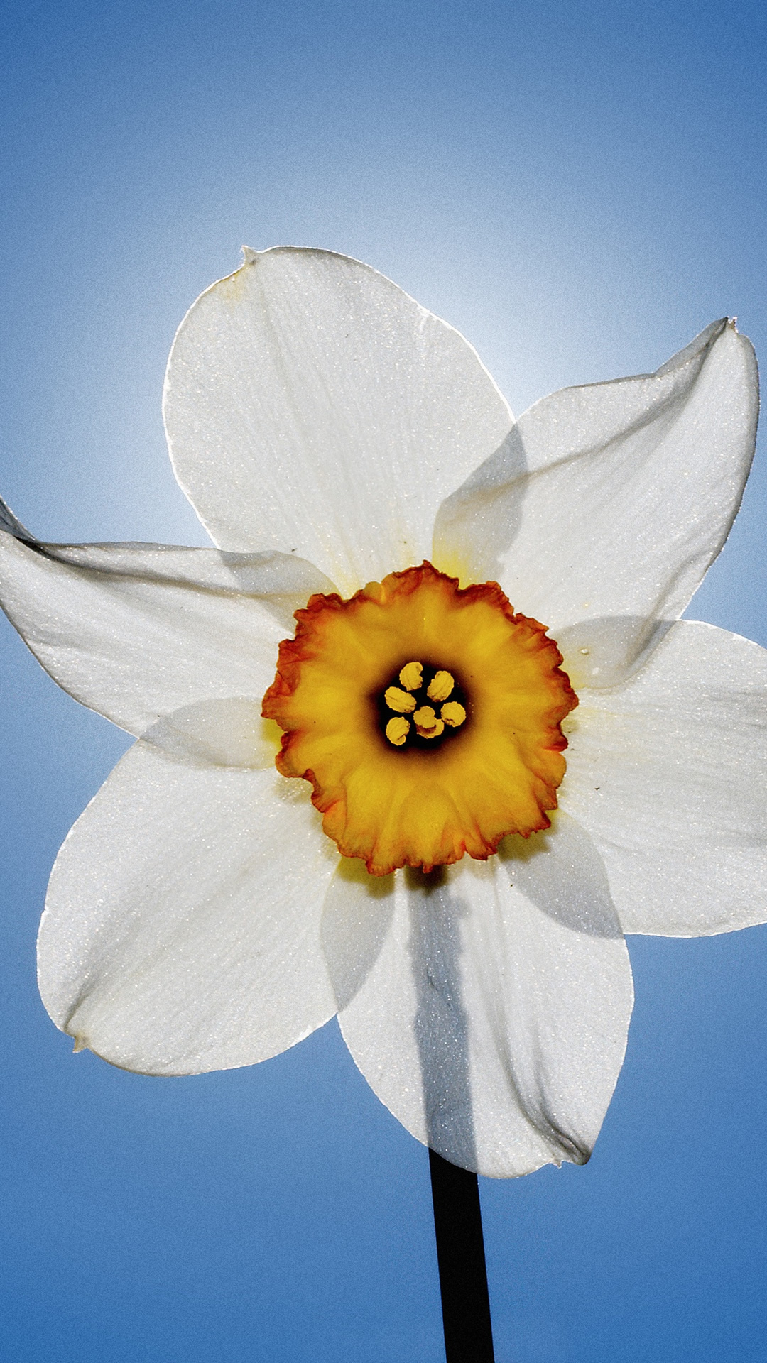 White Flower Closeup Iphone 8 Wallpaper - White Flower Iphone 7 Wallpaper Hd , HD Wallpaper & Backgrounds