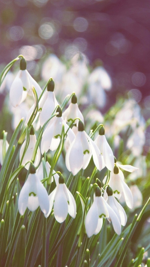 Small White Wild Flowers - Small White Flower , HD Wallpaper & Backgrounds