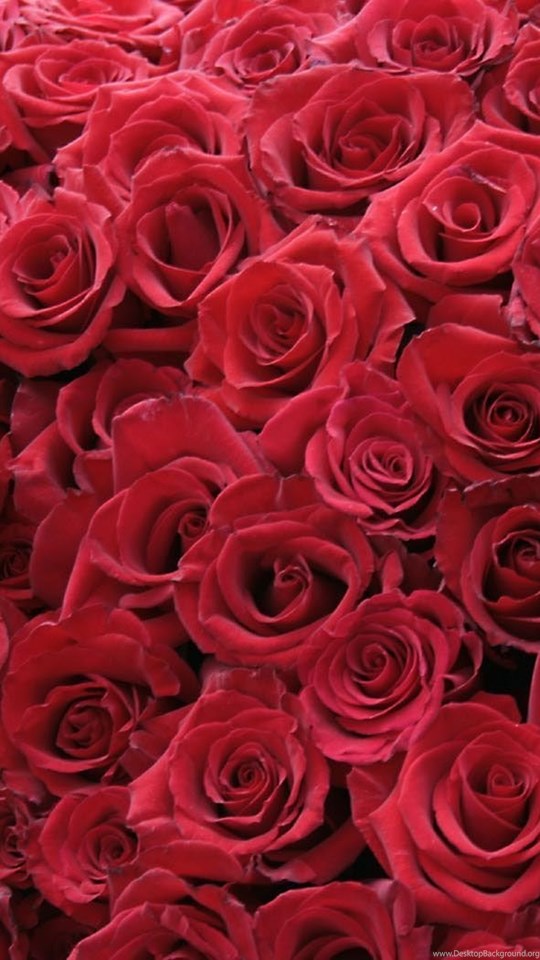 Mobile, Android, Tablet - De Rosas Para Capa , HD Wallpaper & Backgrounds