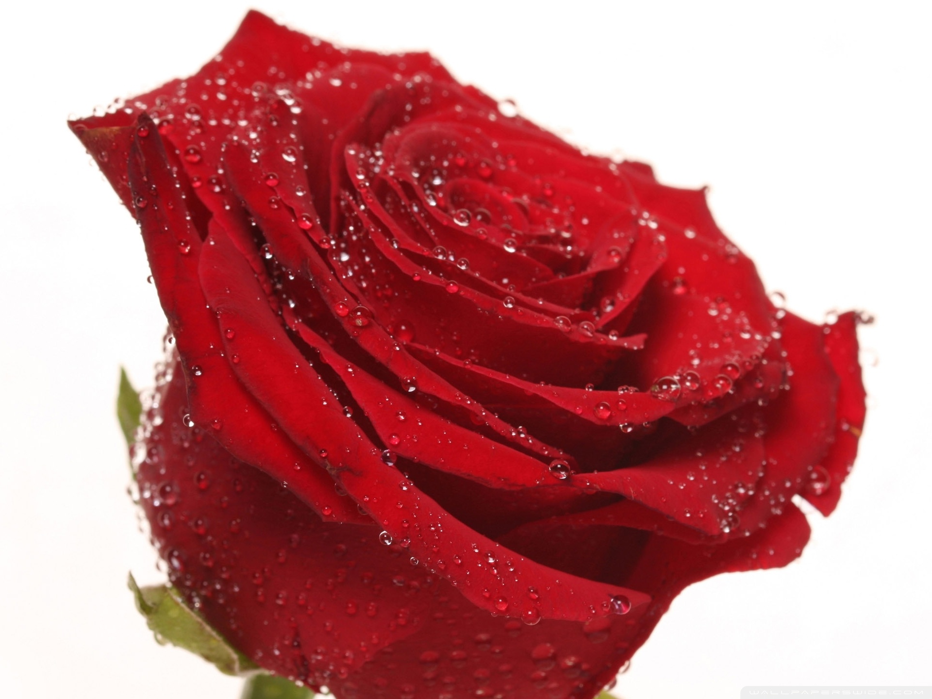 Single Red Rose Wallpapers For Mobile Hd Image Flower - Red Roses With White Background , HD Wallpaper & Backgrounds