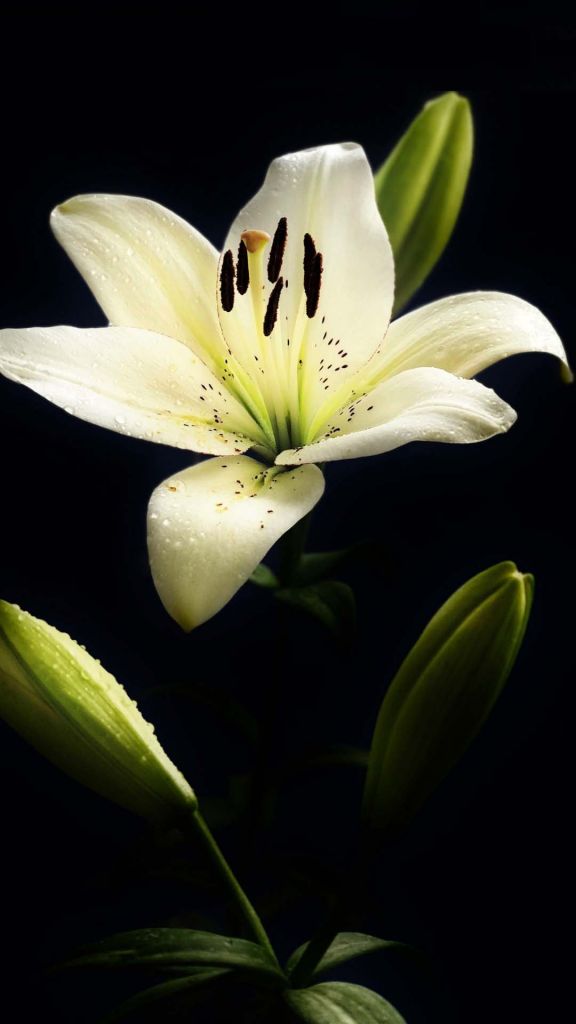 Flower Iphone Wallpaper Hd White Lily - White Lily Flower , HD Wallpaper & Backgrounds