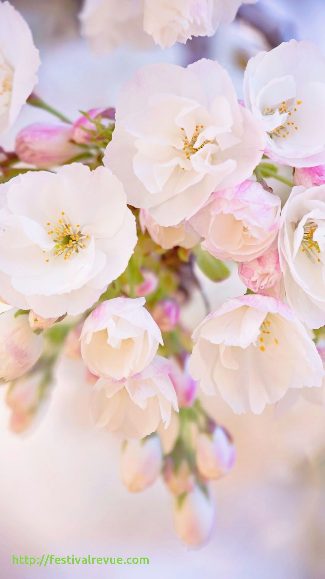 Related Post - Cherry Blossom , HD Wallpaper & Backgrounds