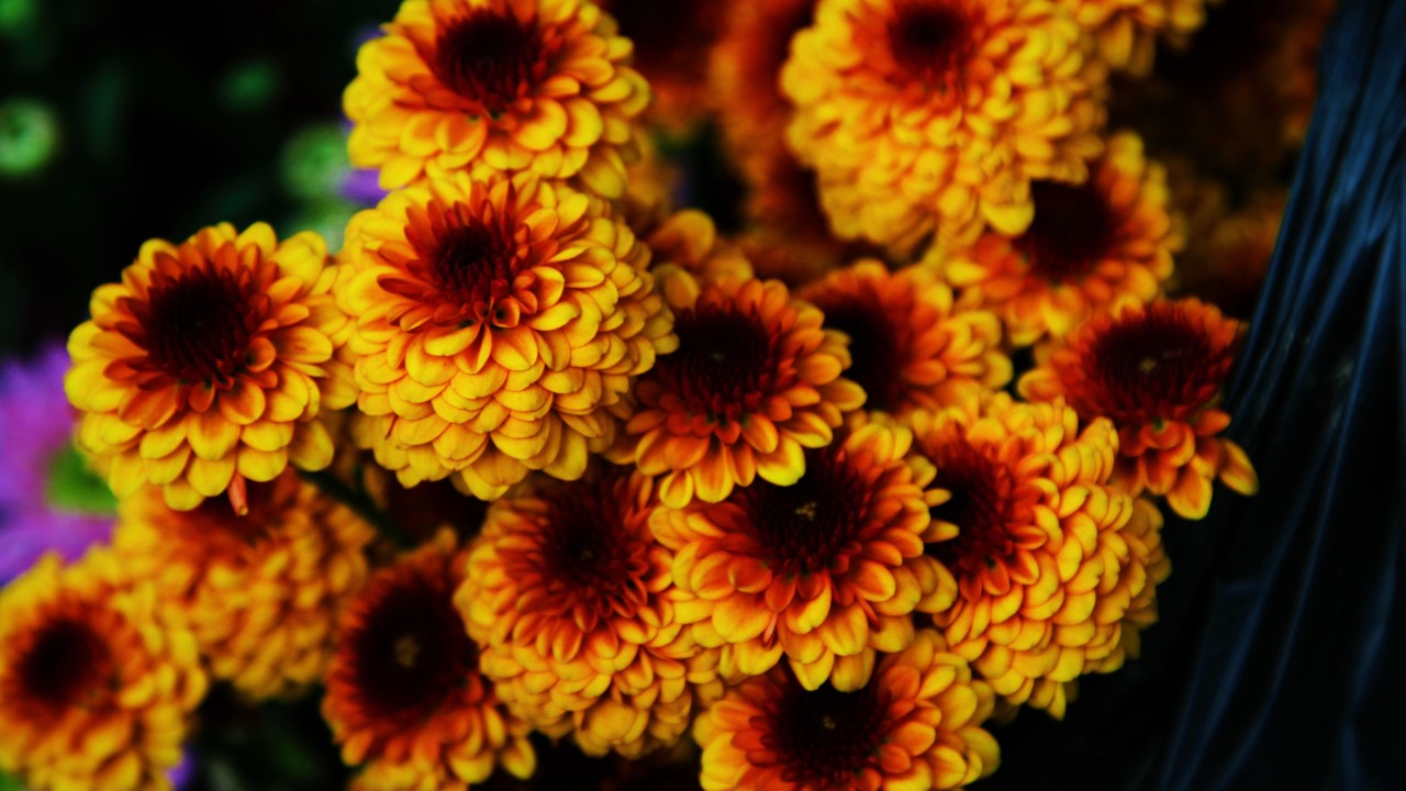 Flowers / Yellow Flowers Wallpaper - Yellow Flowers Hd 4k , HD Wallpaper & Backgrounds
