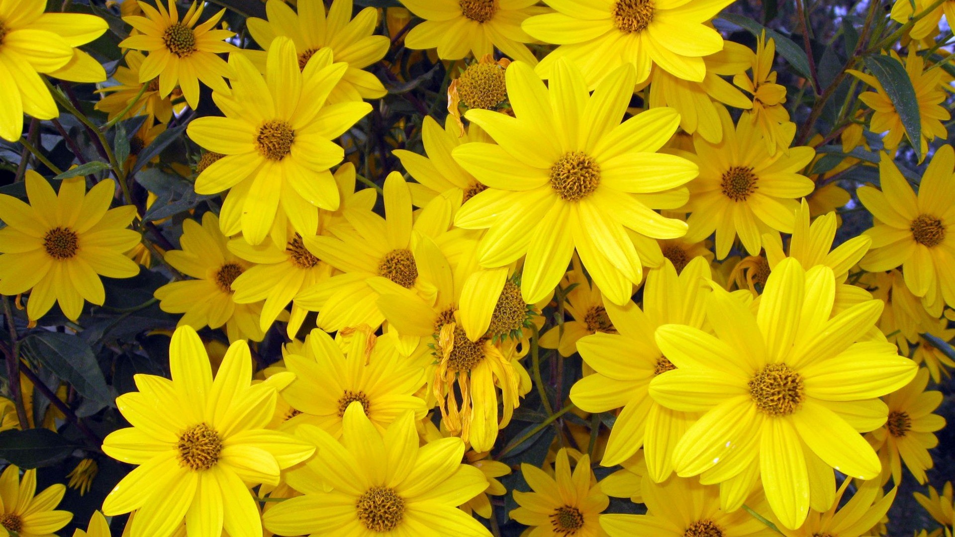 Yellow Flowers That Bloom In Spring Hd Wallpaper - Heliopsis Helianthoides , HD Wallpaper & Backgrounds