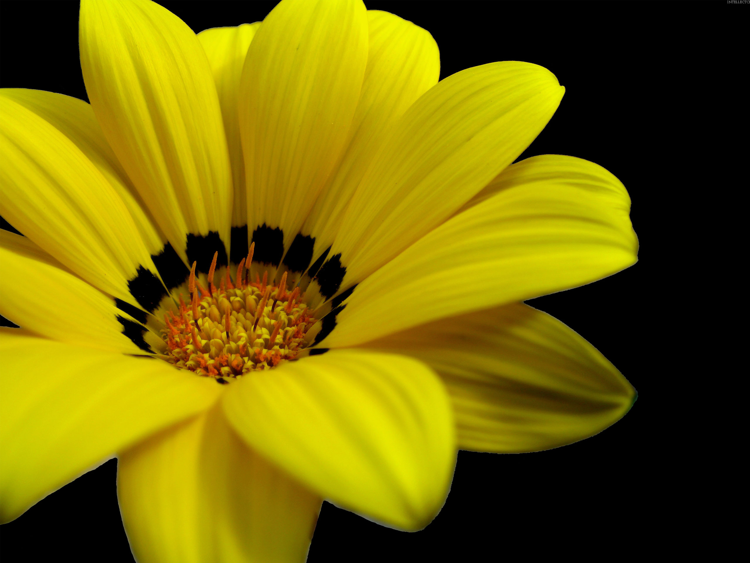 Yellow Great Flower - Wallpaper , HD Wallpaper & Backgrounds
