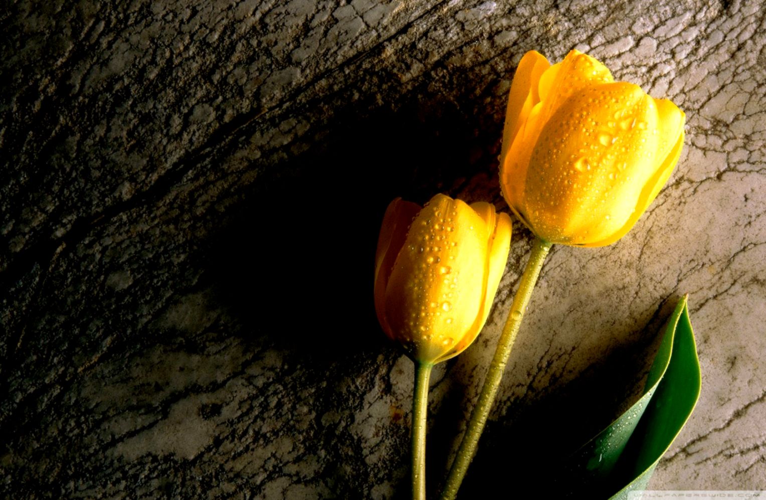 Two Wet Yellow Flower ❤ 4k Hd Desktop Wallpaper For - Yellow Flowers Images Hd , HD Wallpaper & Backgrounds
