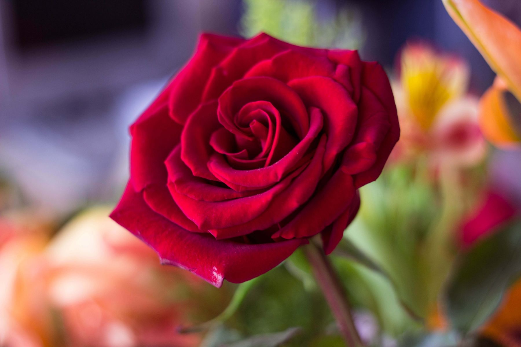 Lovely Red Rose - Red Rose Hd 1080p , HD Wallpaper & Backgrounds
