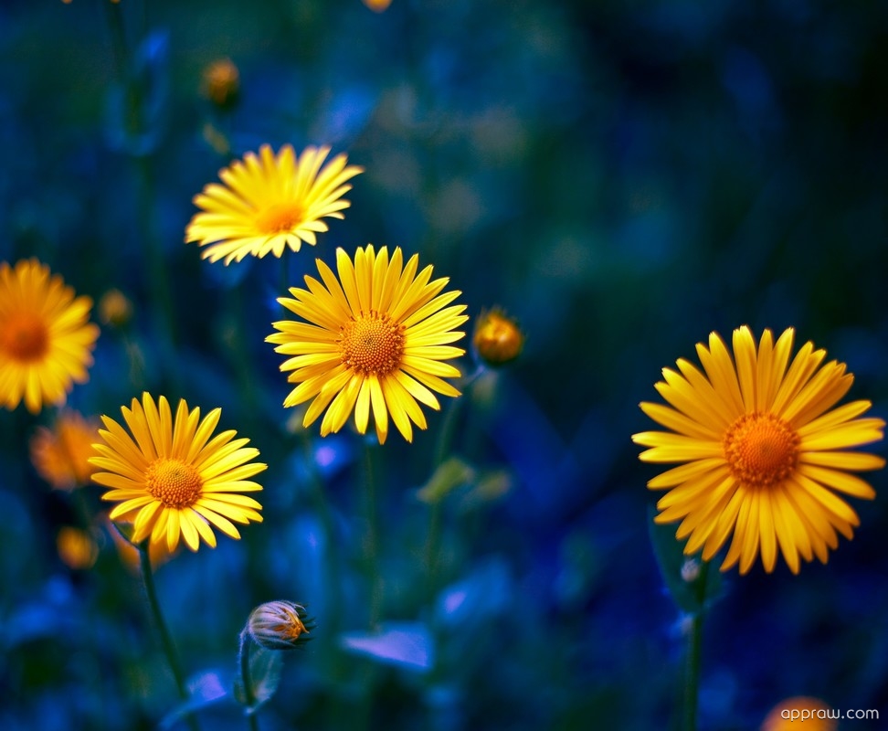 Yellow Flowers Hd - Yellow Flower Images Hd , HD Wallpaper & Backgrounds