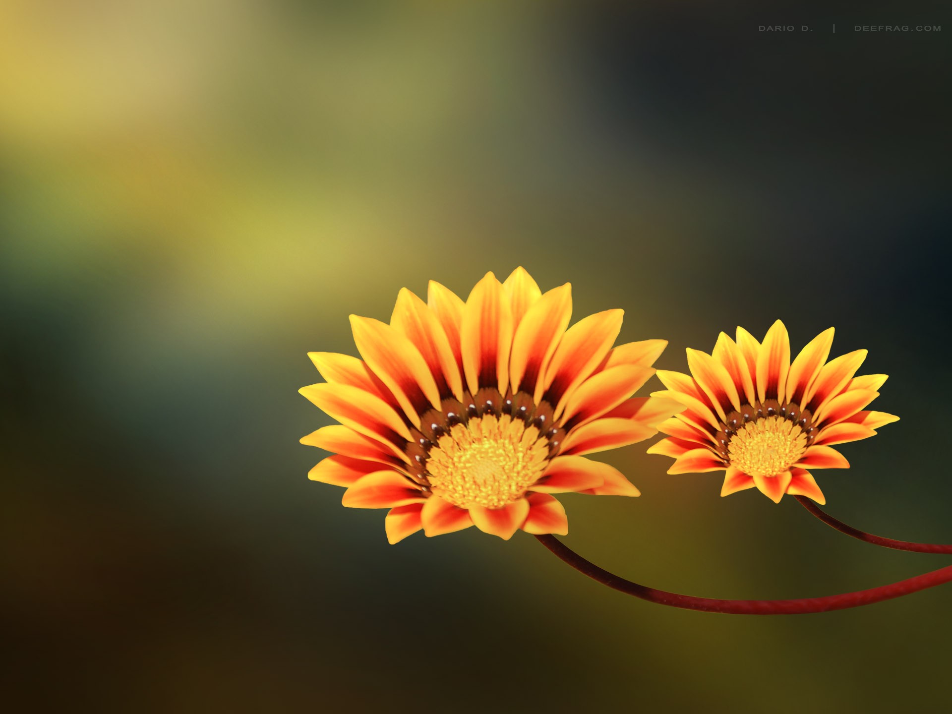 Yellow Flower Hd Photo - Flowers Macro , HD Wallpaper & Backgrounds