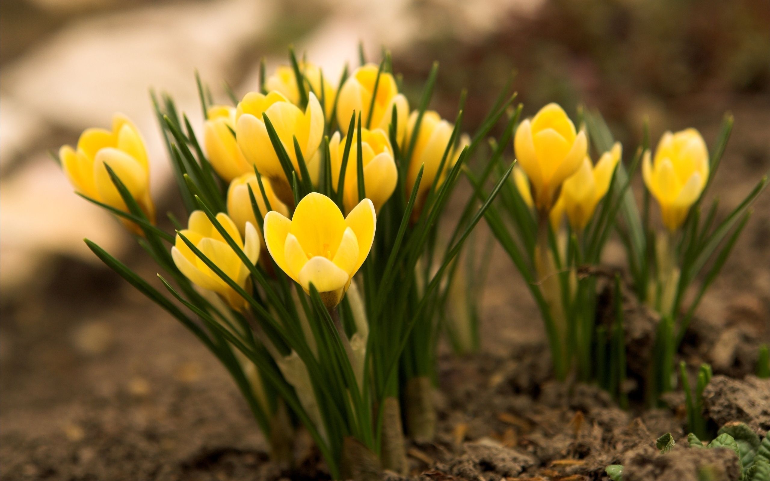 Beautiful Yellow Crocus Flower Hd Wallpaper - Yellow Crocus , HD Wallpaper & Backgrounds