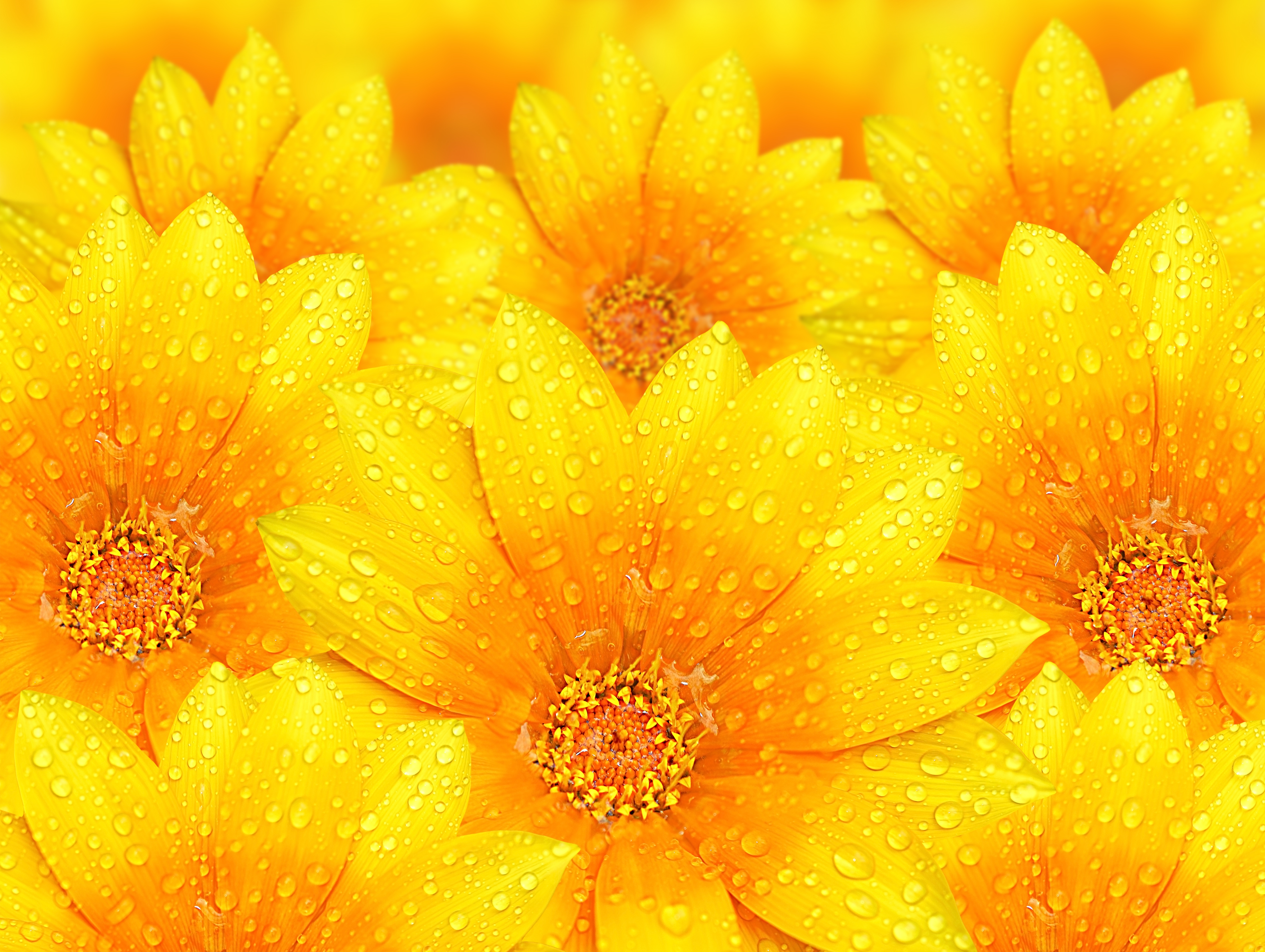 Water Droplets On Yellow Flowers - Yellow Flower Background Hd , HD Wallpaper & Backgrounds